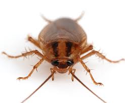 german cockroach treatment