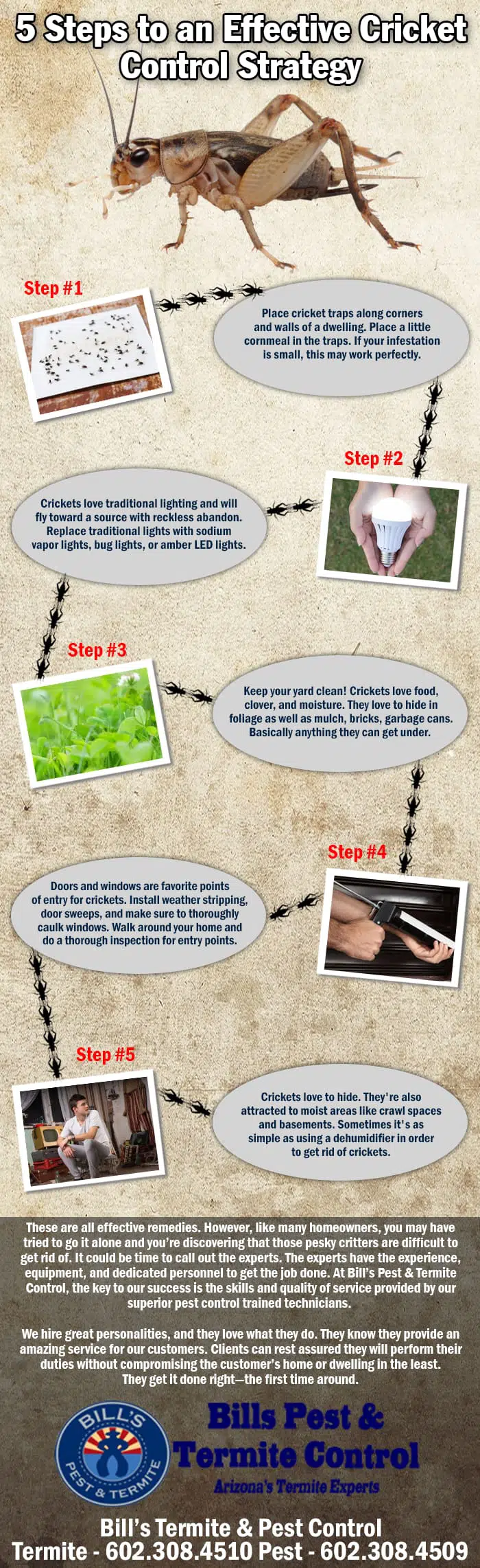 5 Steps to an Effective Cricket Control Strategy 