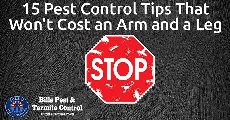 Top 15 Pest Control Tips That Won’t Cost an Arm and a Leg