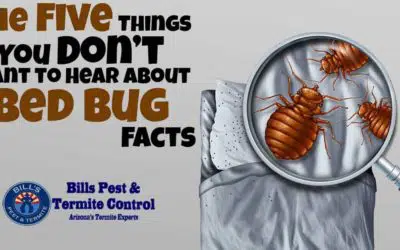 Bed Bug Facts – You Don’t Want To Hear This | Bills Bed Bug Removal