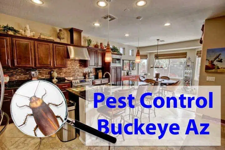 Pest Control Buckeye Az - Buckeye Az Exterminators