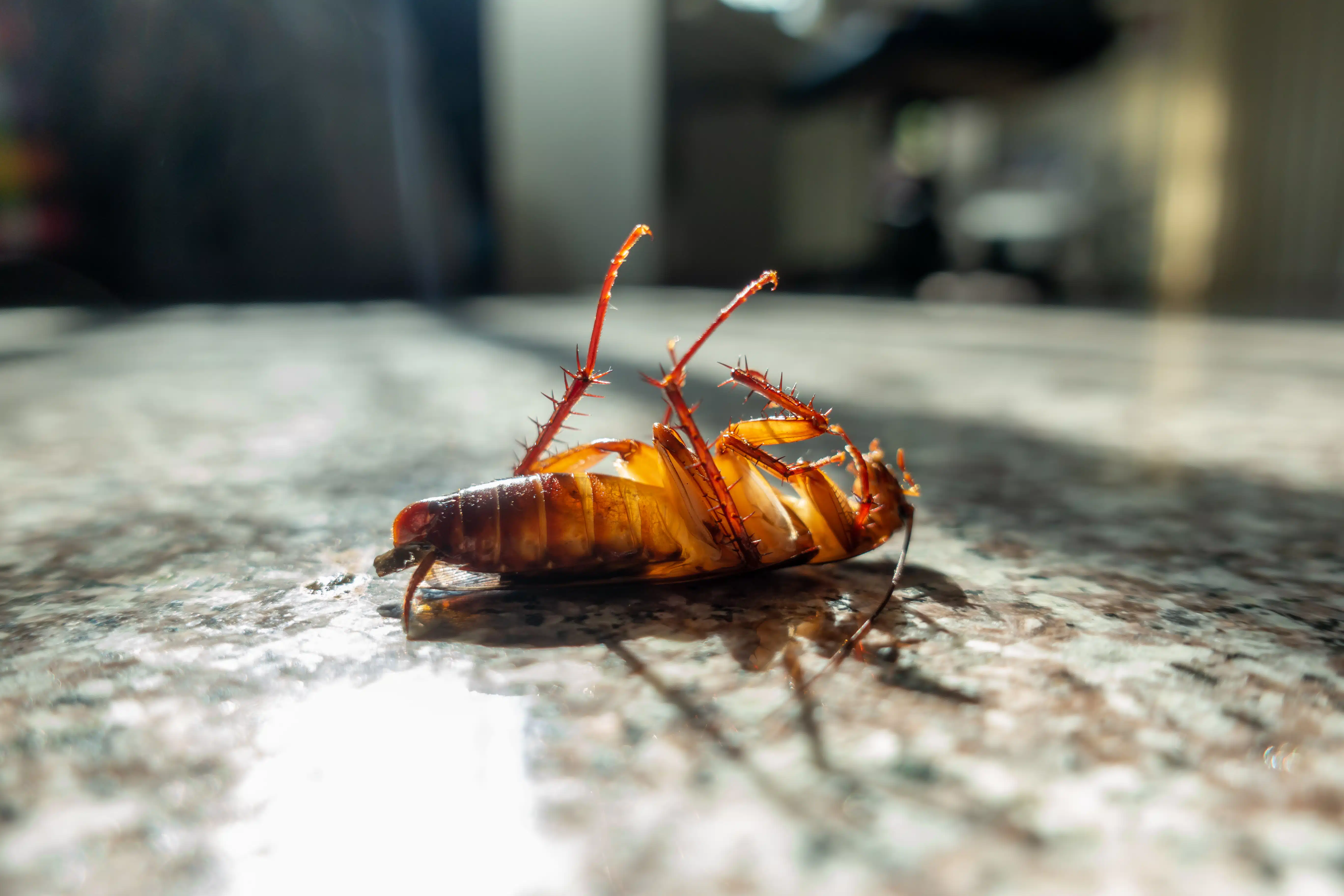 Sewer Roach Control in Phoenix Az