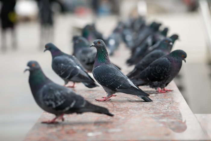 Best Flock Off Bird Control in Phoenix Az