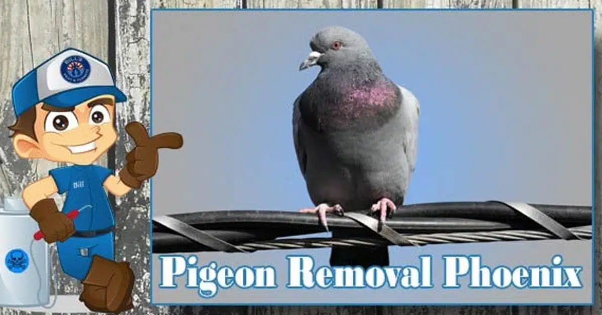 Affordable Pigeon Removal New River, AZ