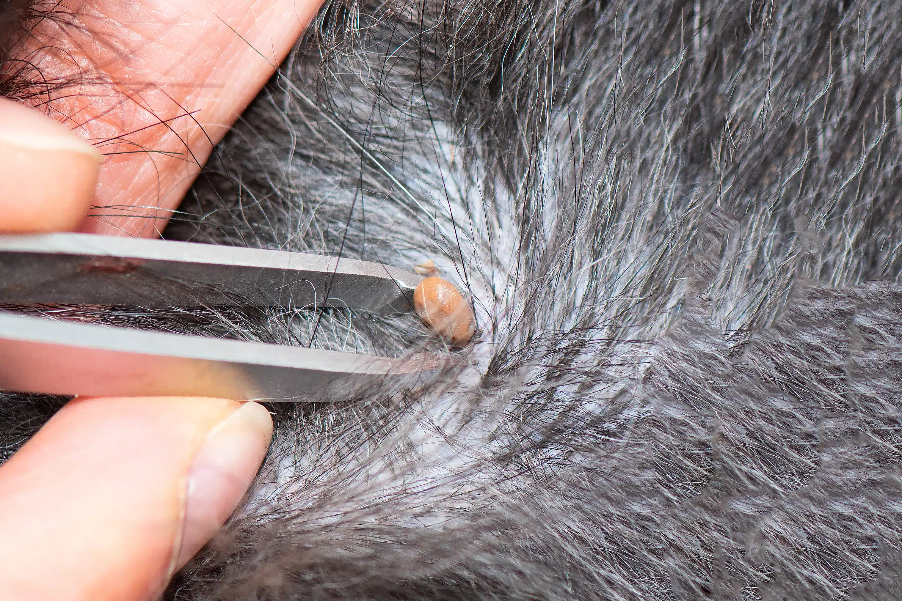 Tick Exterminator Scottsdale AZ