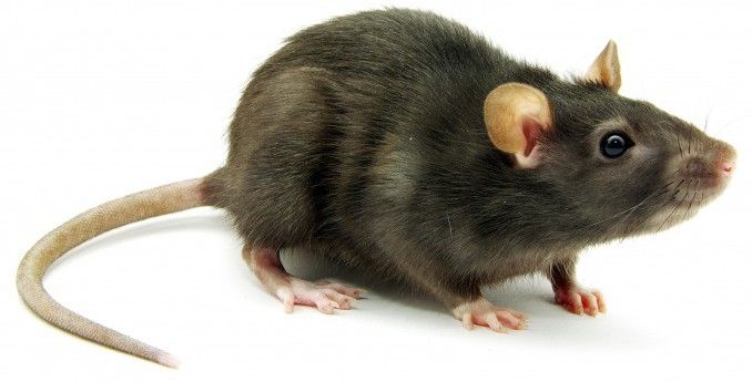 Best Roof Rat Exterminator Phoenix Az