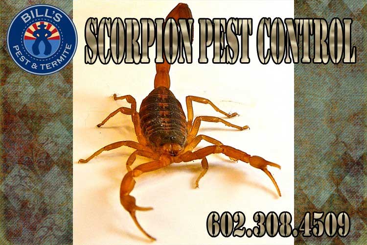 Best Scorpion Pest Control Phoenix AZ and Scorpion Exterminator