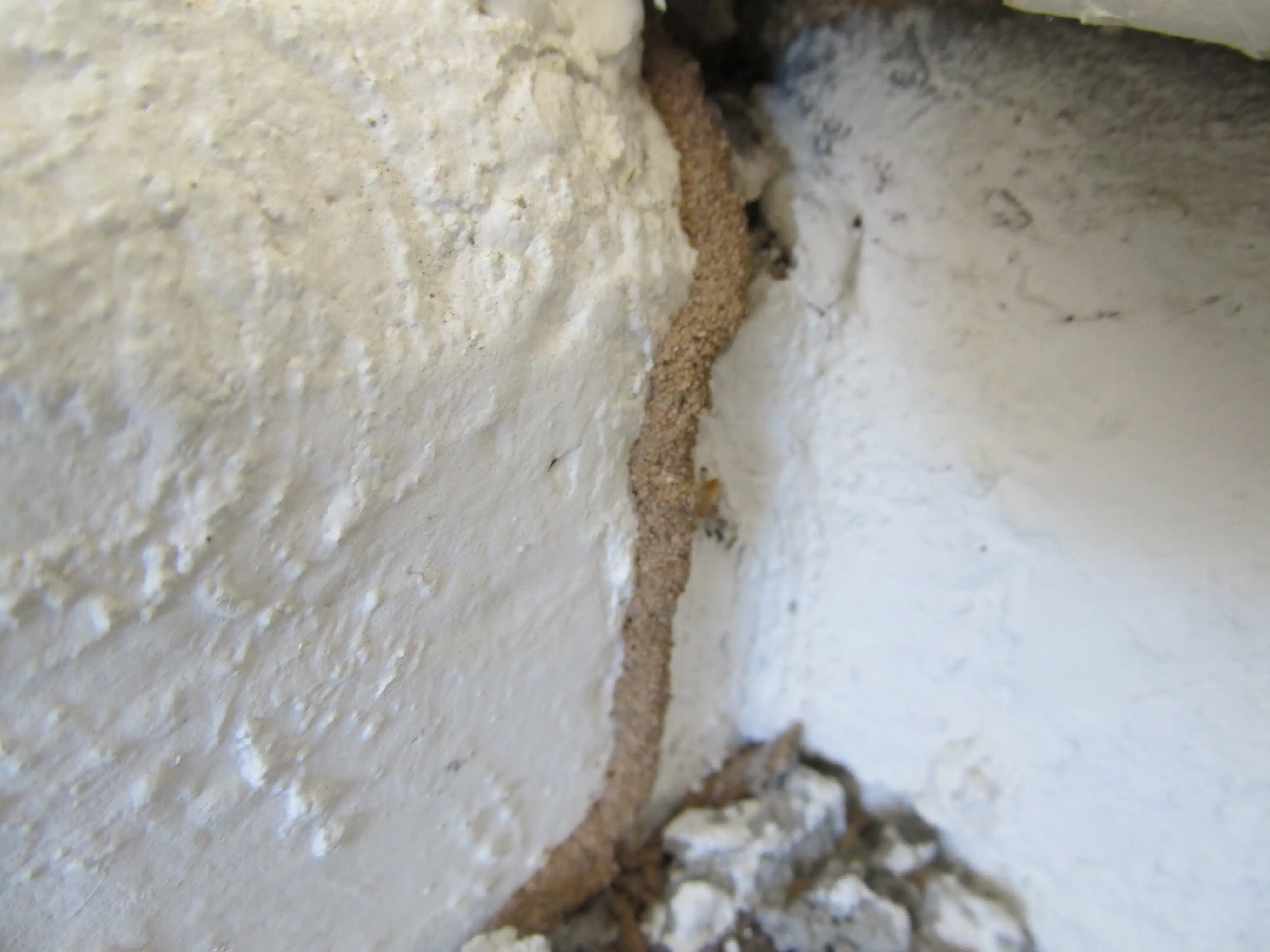 Signs of termites - Termite Tube on stemware - Best Scottsdale Termite Inspection Services