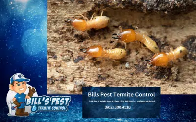 Should I Treat for Termites on New Construction?