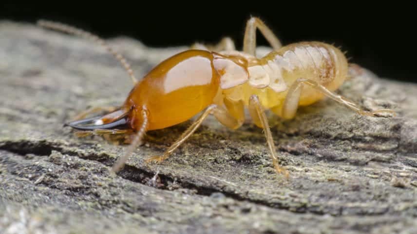 What do Termites Look Like in Arizona?