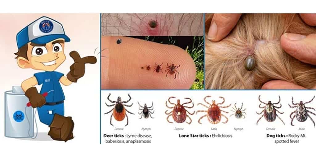 Best Tick Control El Mirage Az | El Mirage Tick Exterminator