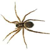 Arizona wolf spider